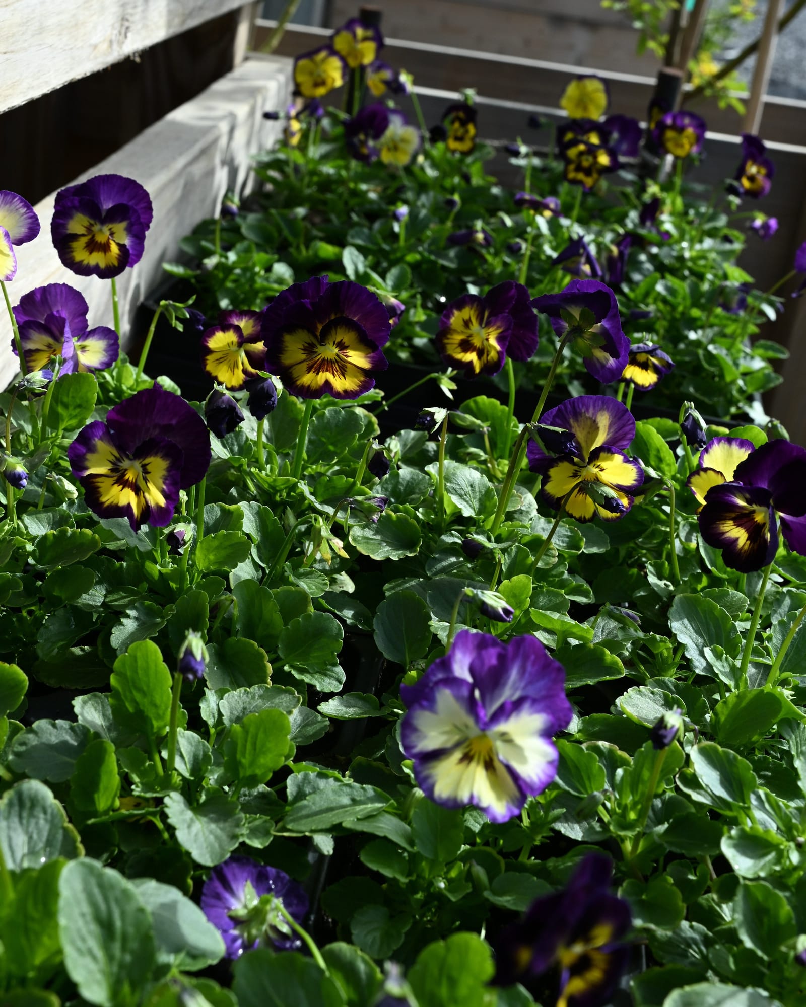 Colormax Berry Pie Viola - view 3