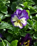 Colormax Berry Pie Viola - Image 4