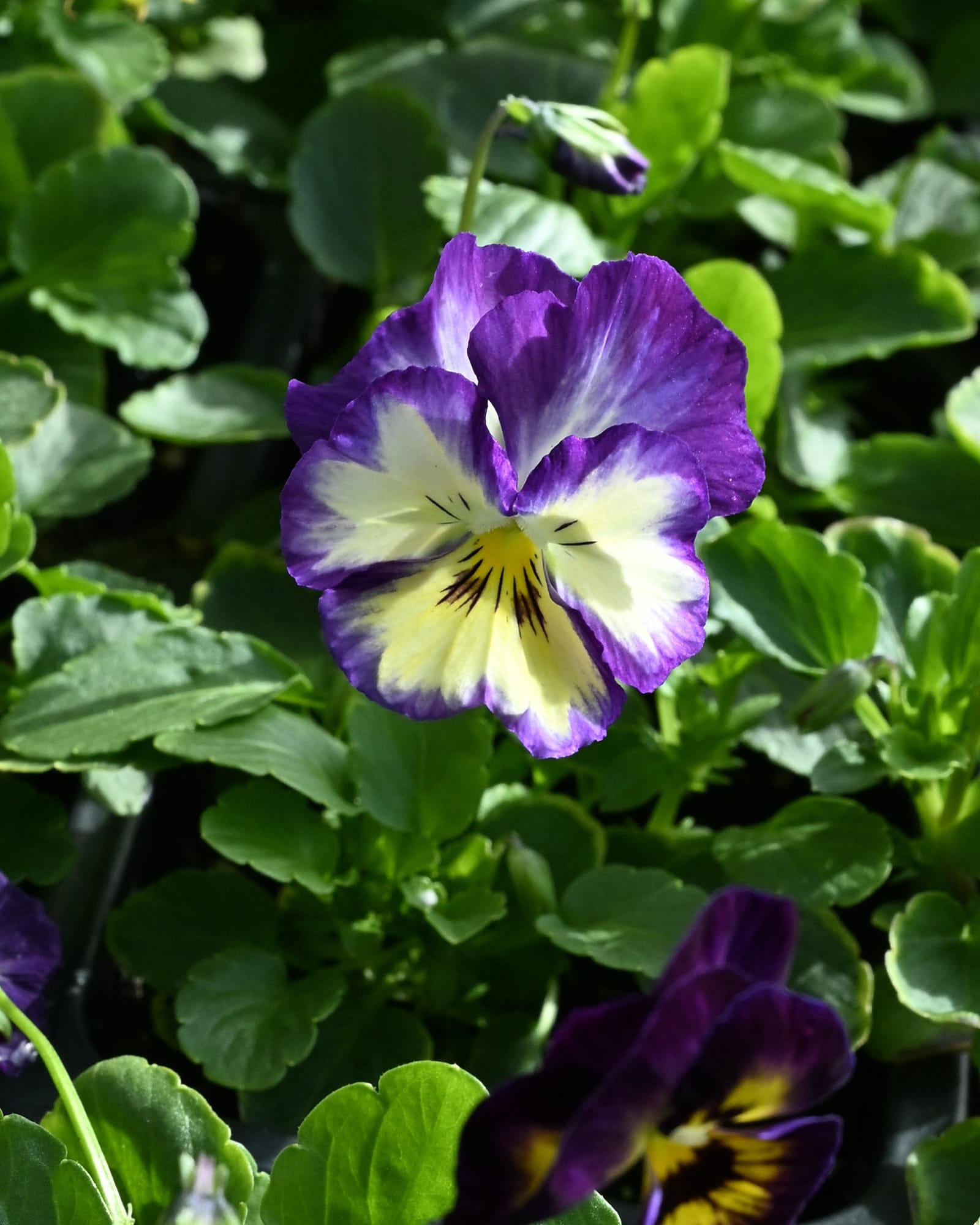 Colormax Berry Pie Viola - view 4