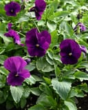 Colormax Clear Purple Viola - Main Image