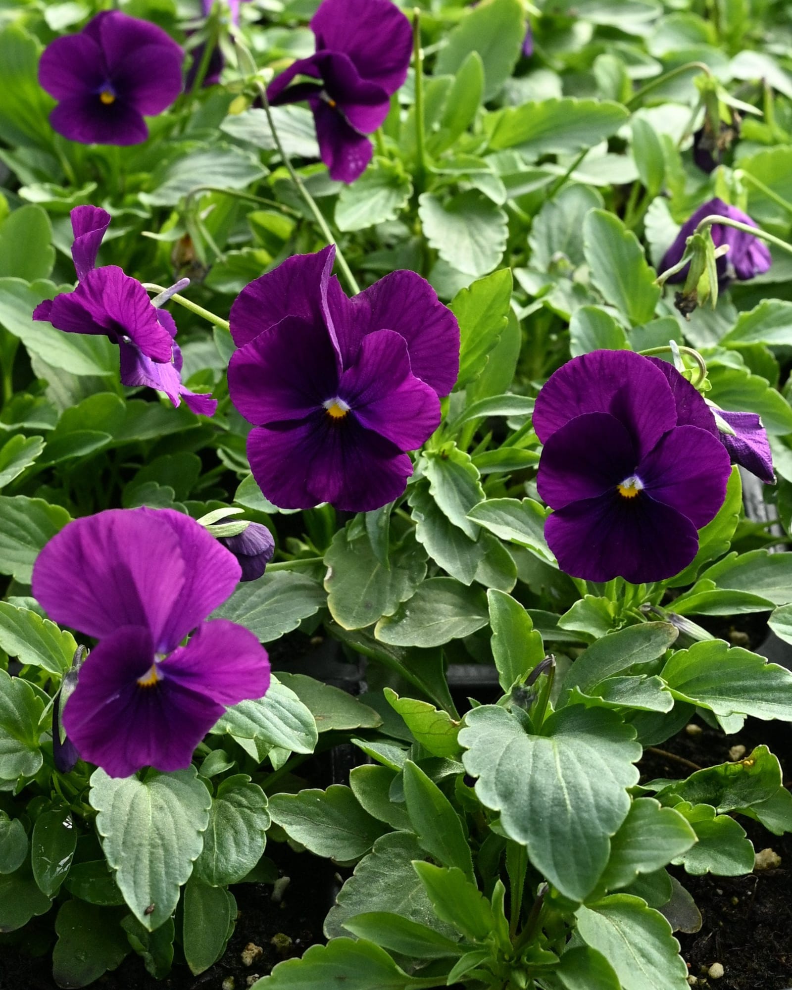 Colormax Clear Purple Viola