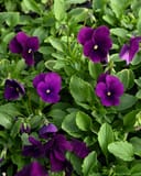 Colormax Clear Purple Viola - Image 2