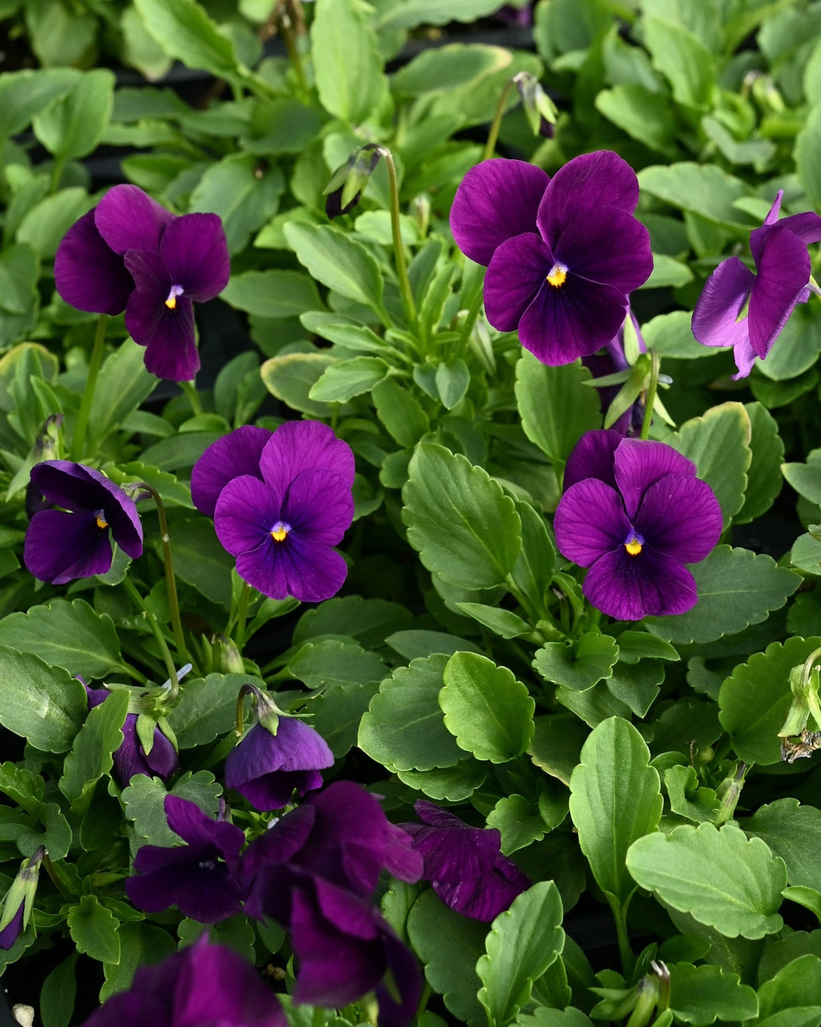 Colormax Clear Purple Viola - view 2