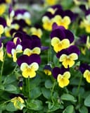 Colormax Lemonberry Pie Viola - Main Image