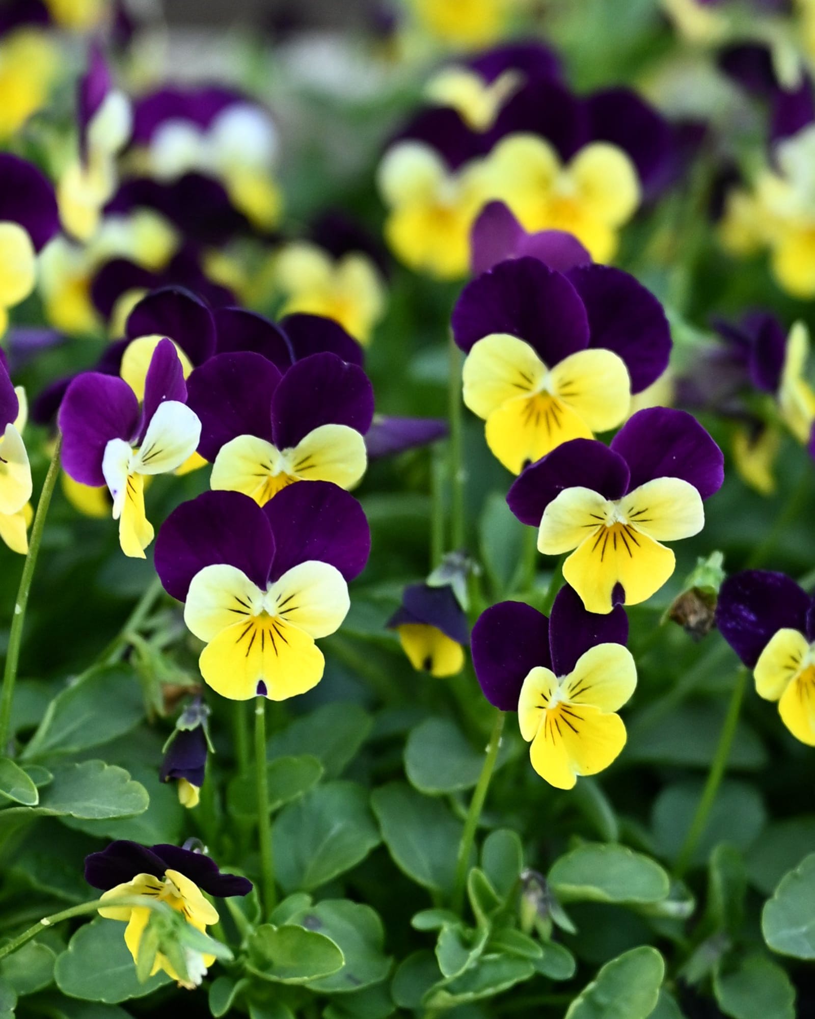 Colormax Lemonberry Pie Viola
