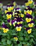 Colormax Lemonberry Pie Viola - Image 4