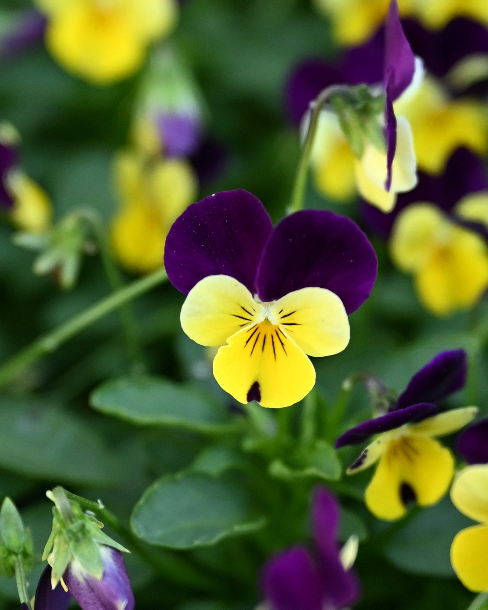Colormax Lemonberry Pie Viola - view 2