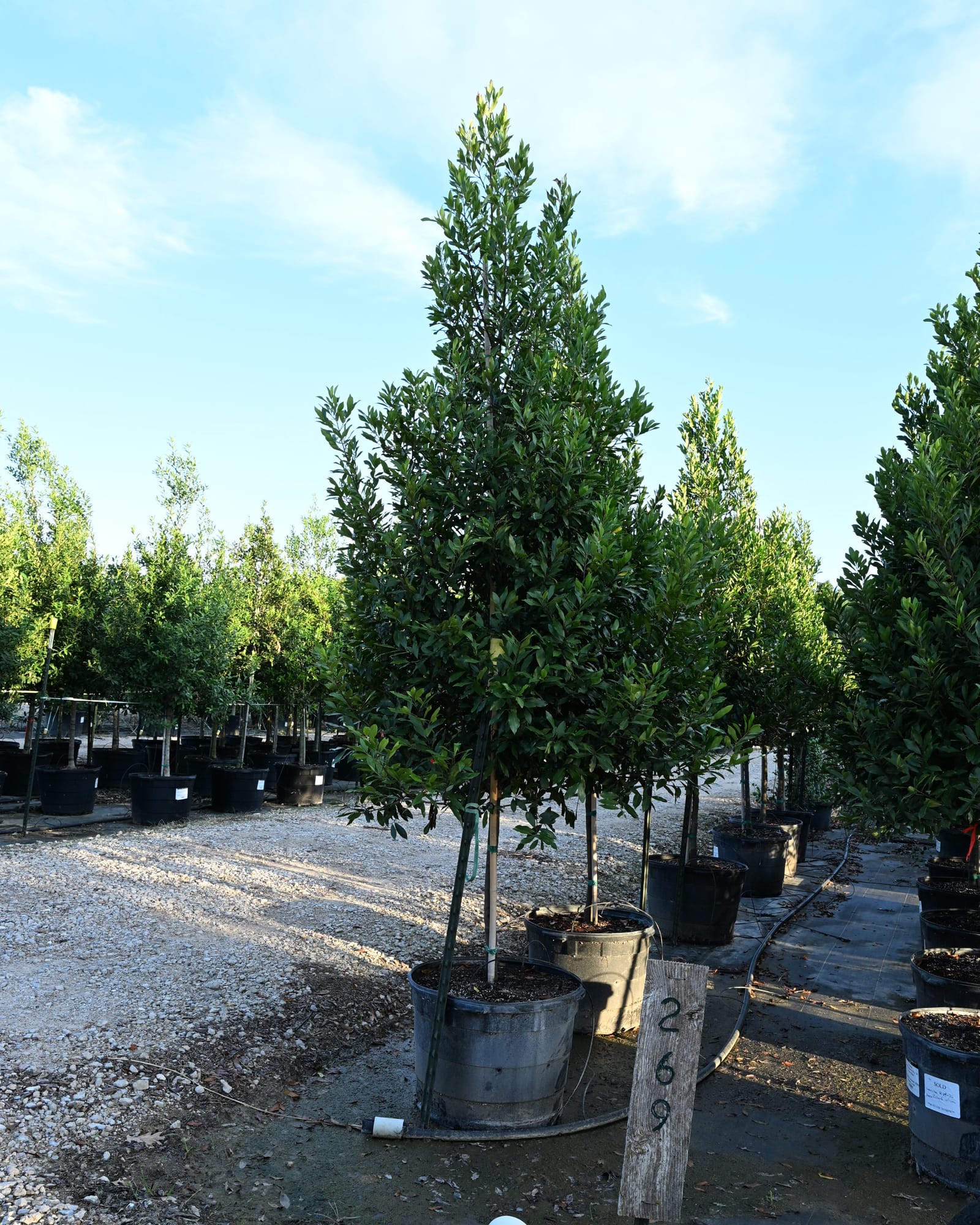 Compacta Cherry Laurel Tree Form