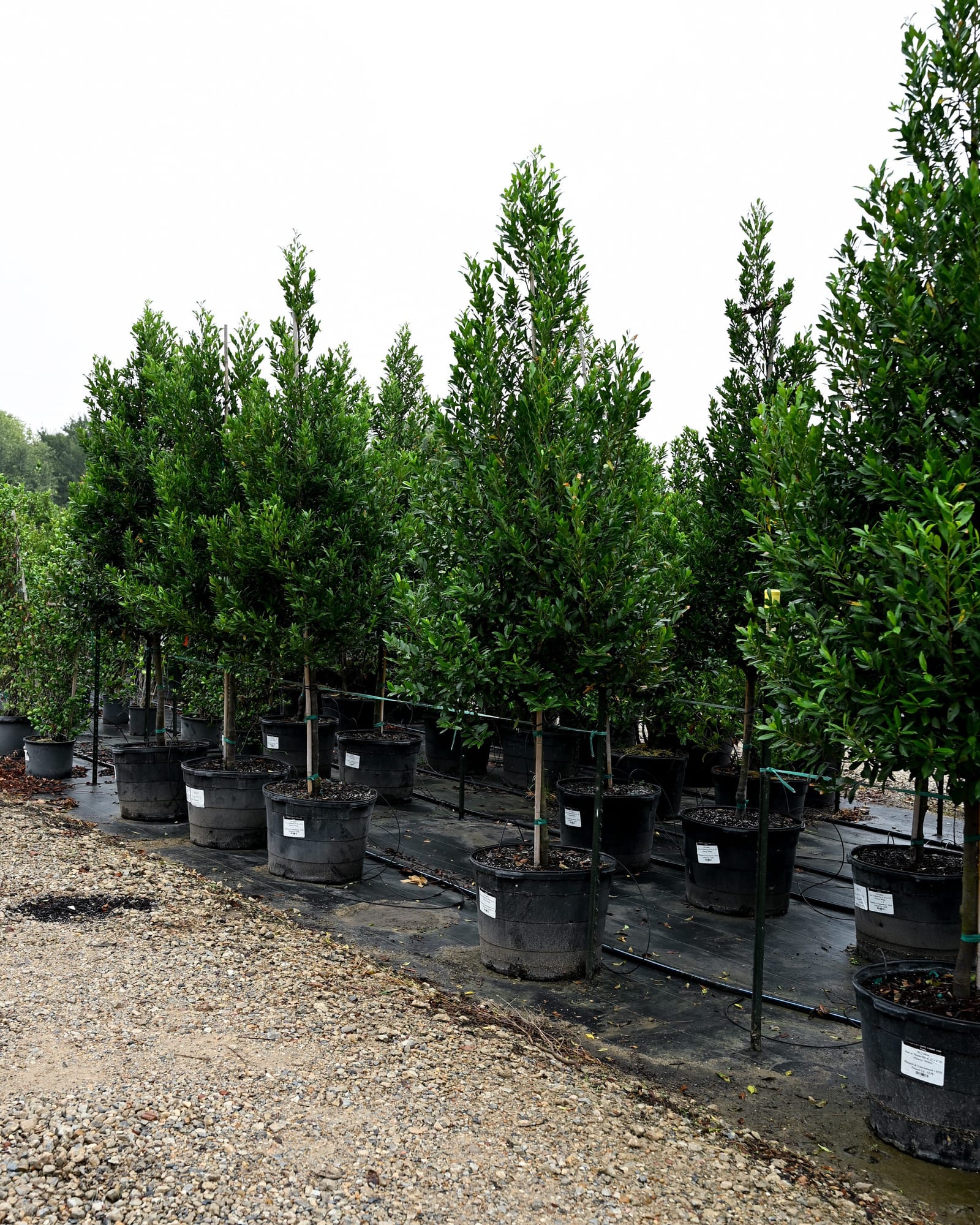 Compacta Cherry Laurel Tree Form - view 3