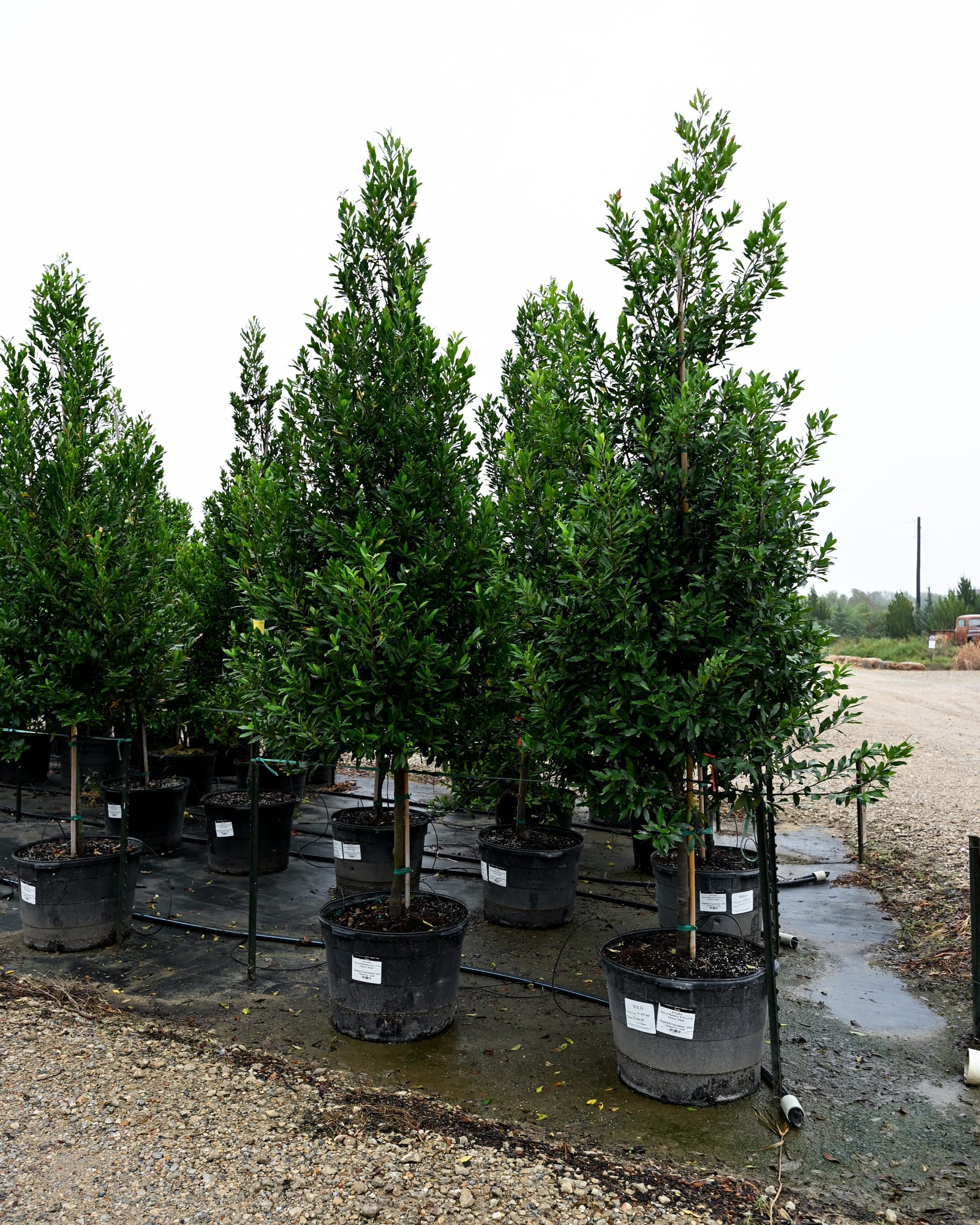 Compacta Cherry Laurel Tree Form - view 4
