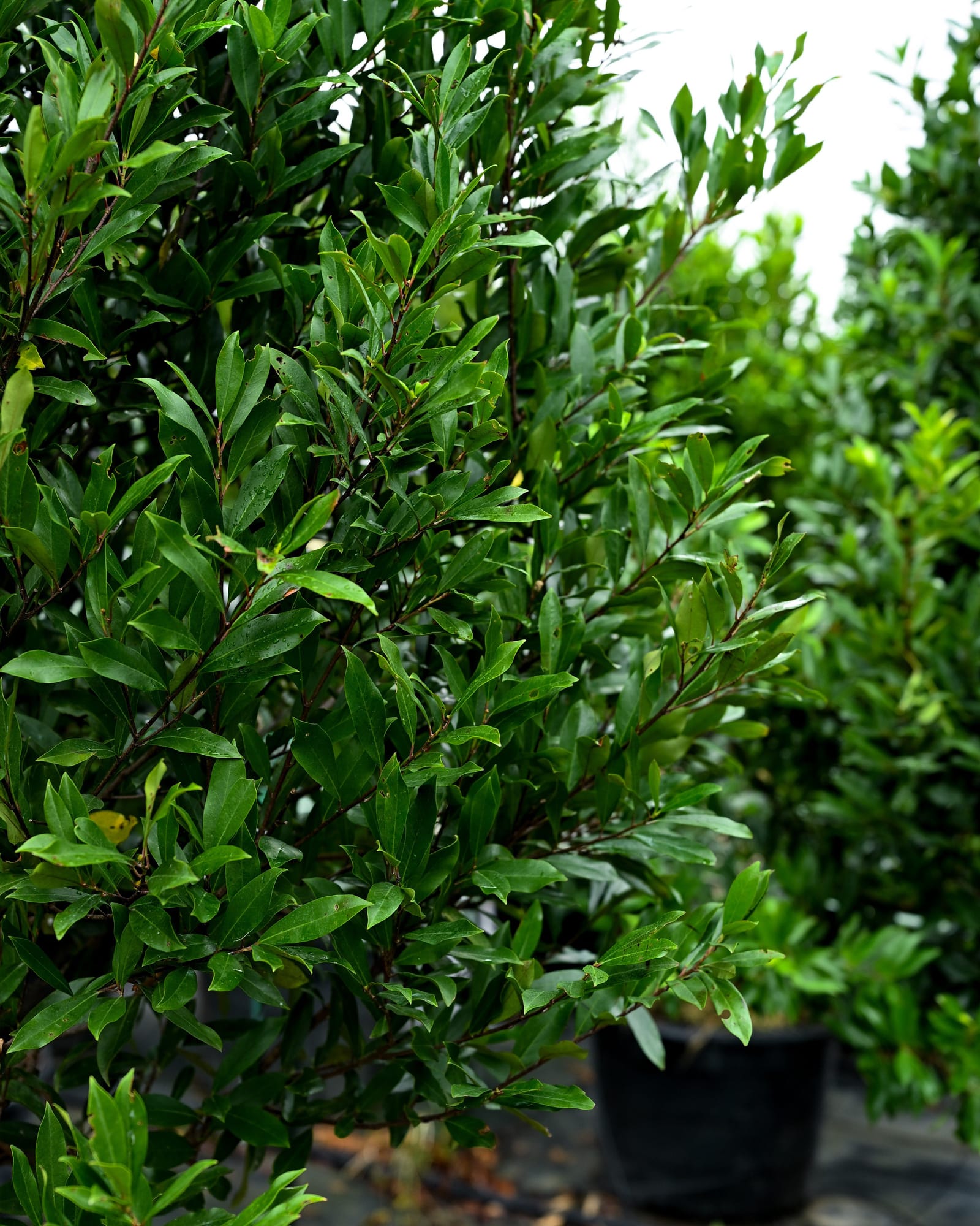 Compacta Cherry Laurel Tree Form - view 5
