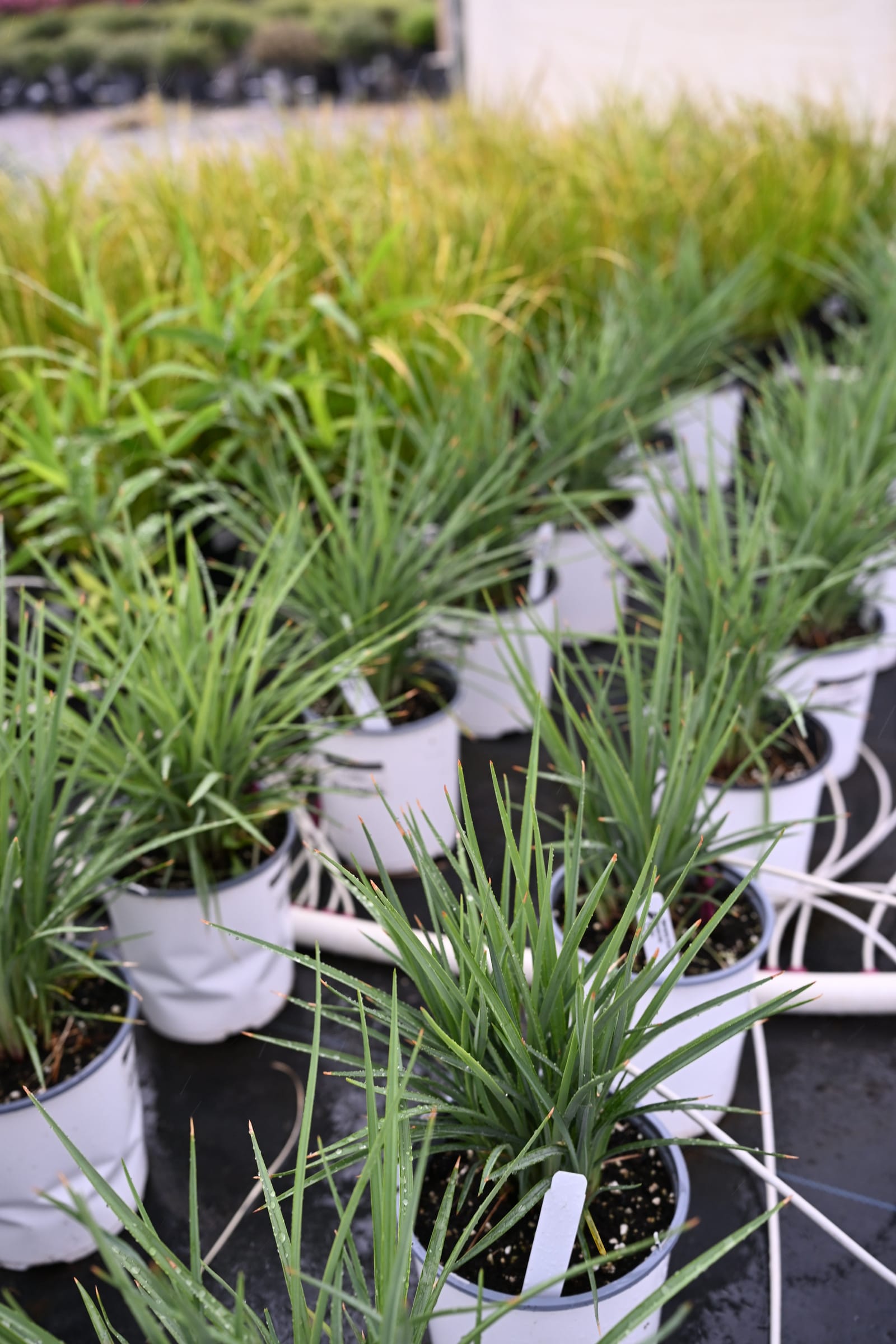 Coolvista Dianella container plants Coolvista Dianella plants with narrow green foliage growing in nursery containers