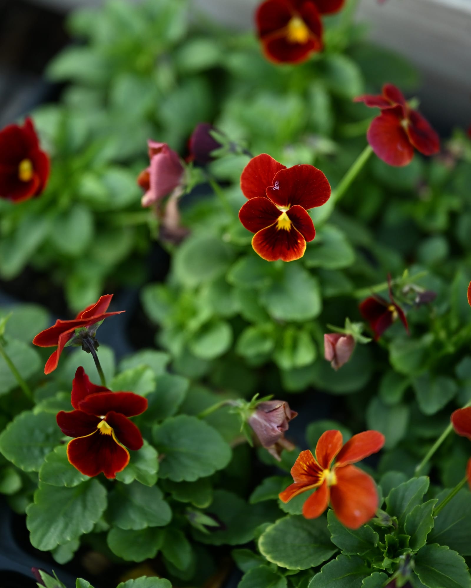 Cornuta Sorbet XP Red Viola - view 4