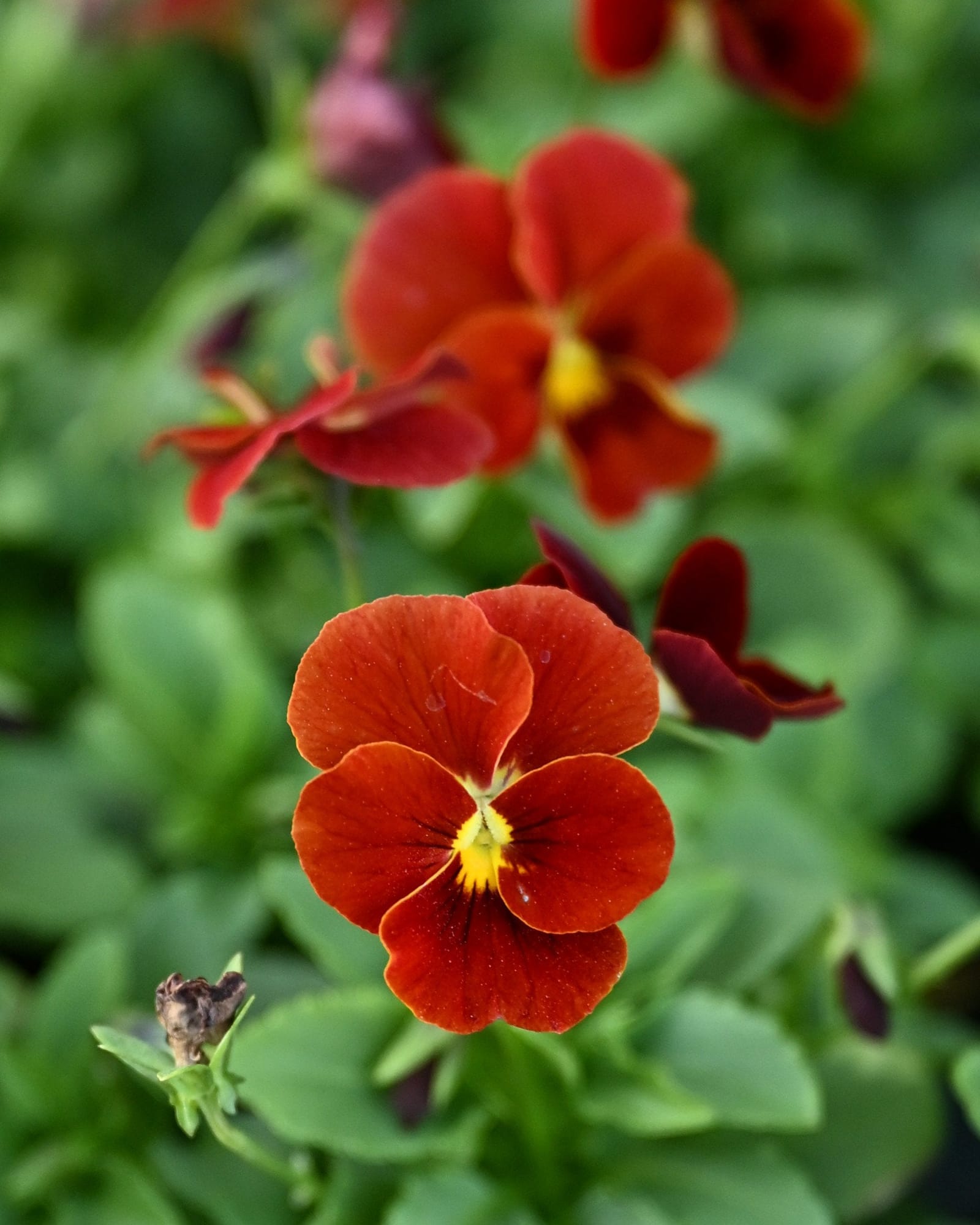 Cornuta Sorbet XP Red Viola