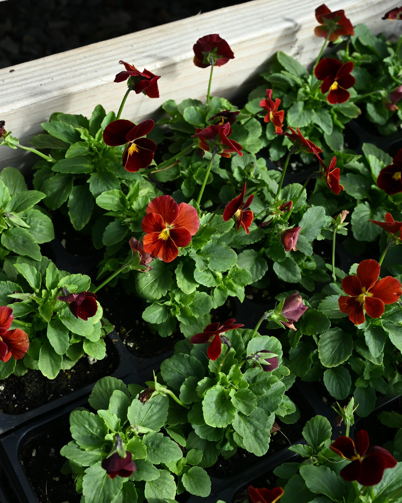 Cornuta Sorbet XP Red Viola - view 3