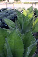 Crazy Horse Agave with broad green leaves and curling teeth in a nursery container