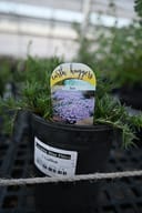 Creeping Blue Phlox in a black nursery container with slender green foliage and a blooming plant label
