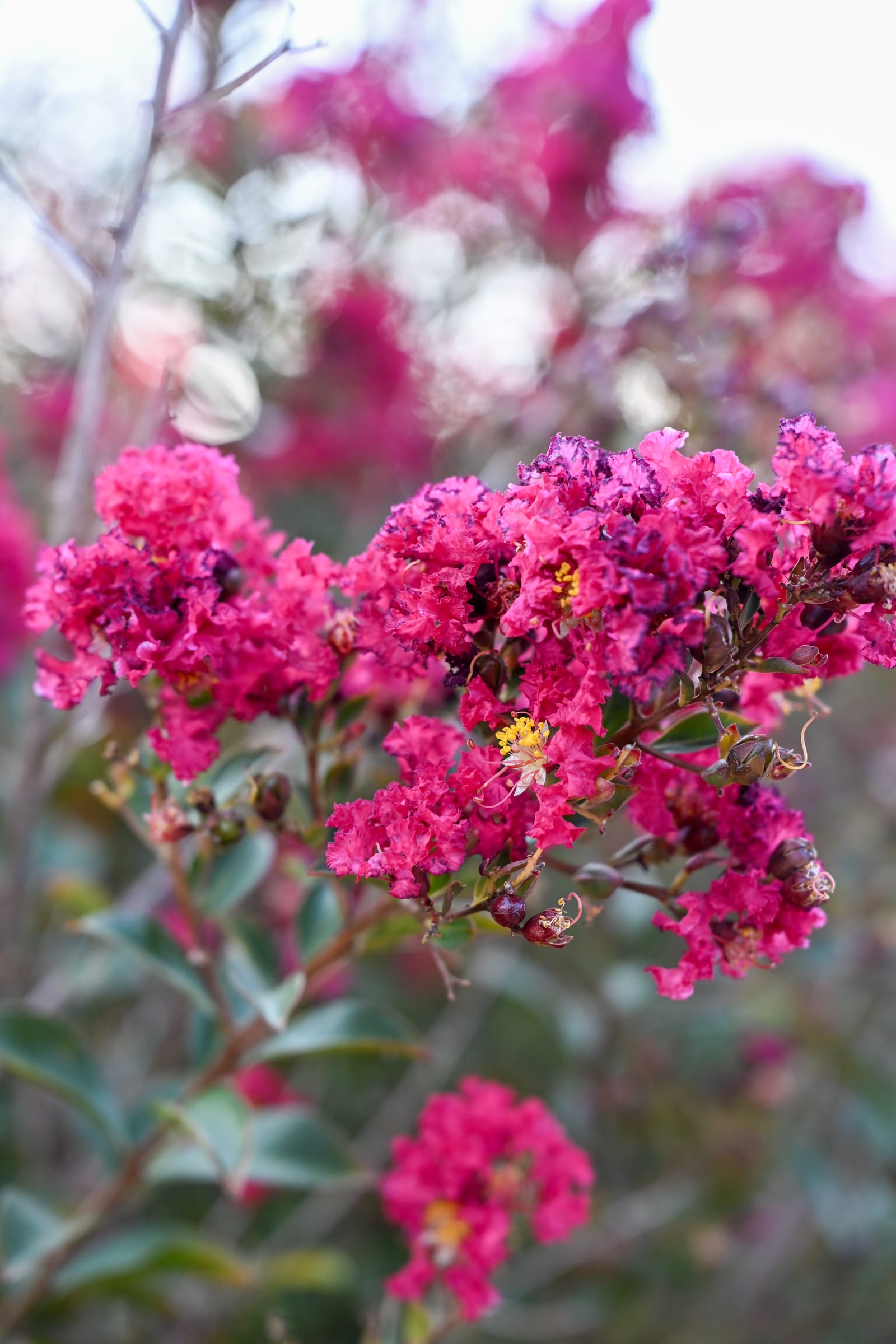 Double Feature Crape Myrtle pink flowers Double Feature Crape Myrtle with vivid clusters of bright pink flowers