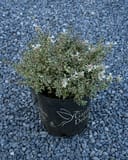 Milky Way Abelia - Image 2