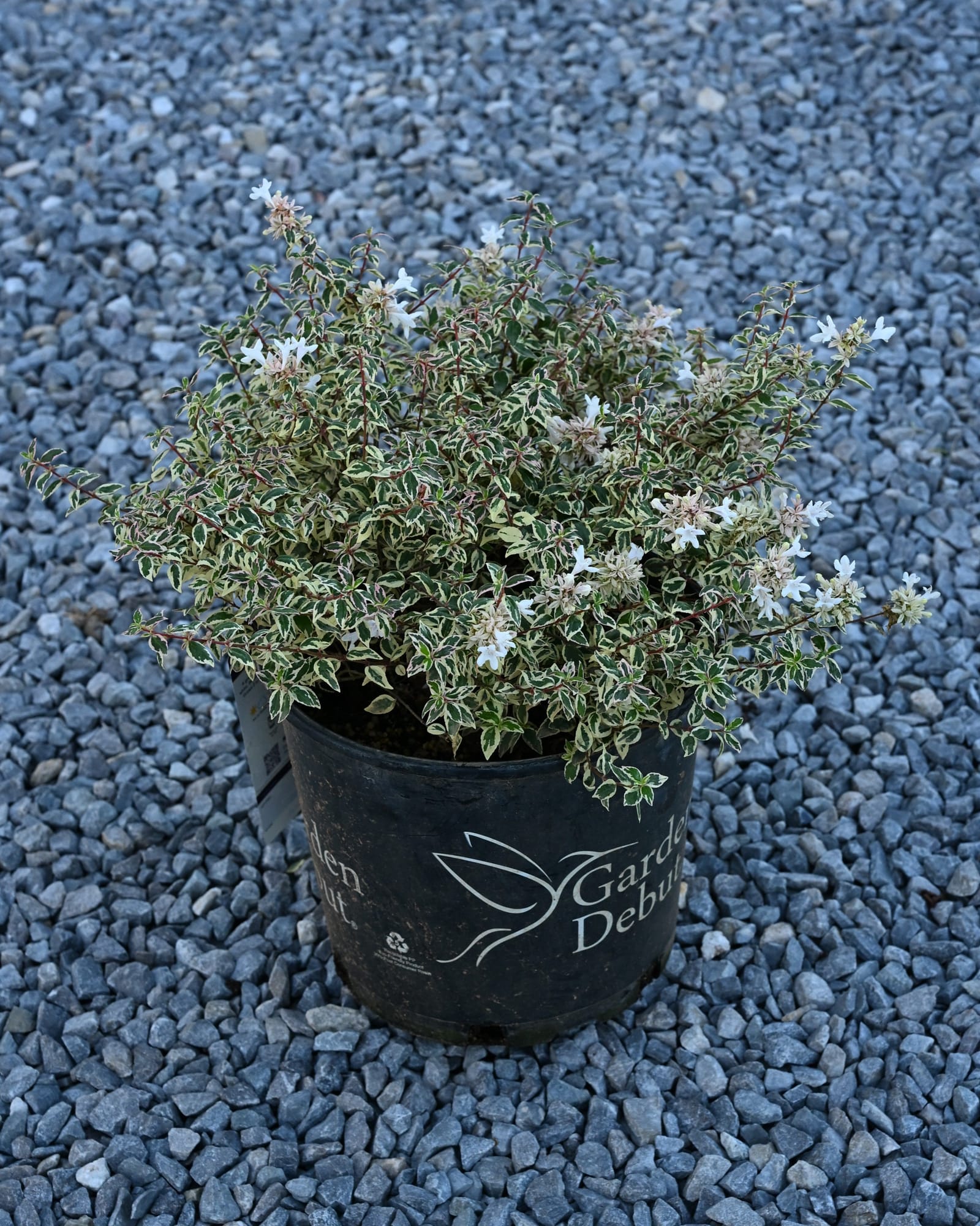 Milky Way Abelia - Image 2