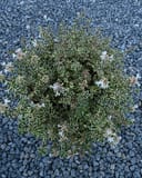 Milky Way Abelia - Image 5
