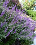 Mexican Bush Sage - Image 8