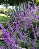 Mexican Bush Sage - Image 7