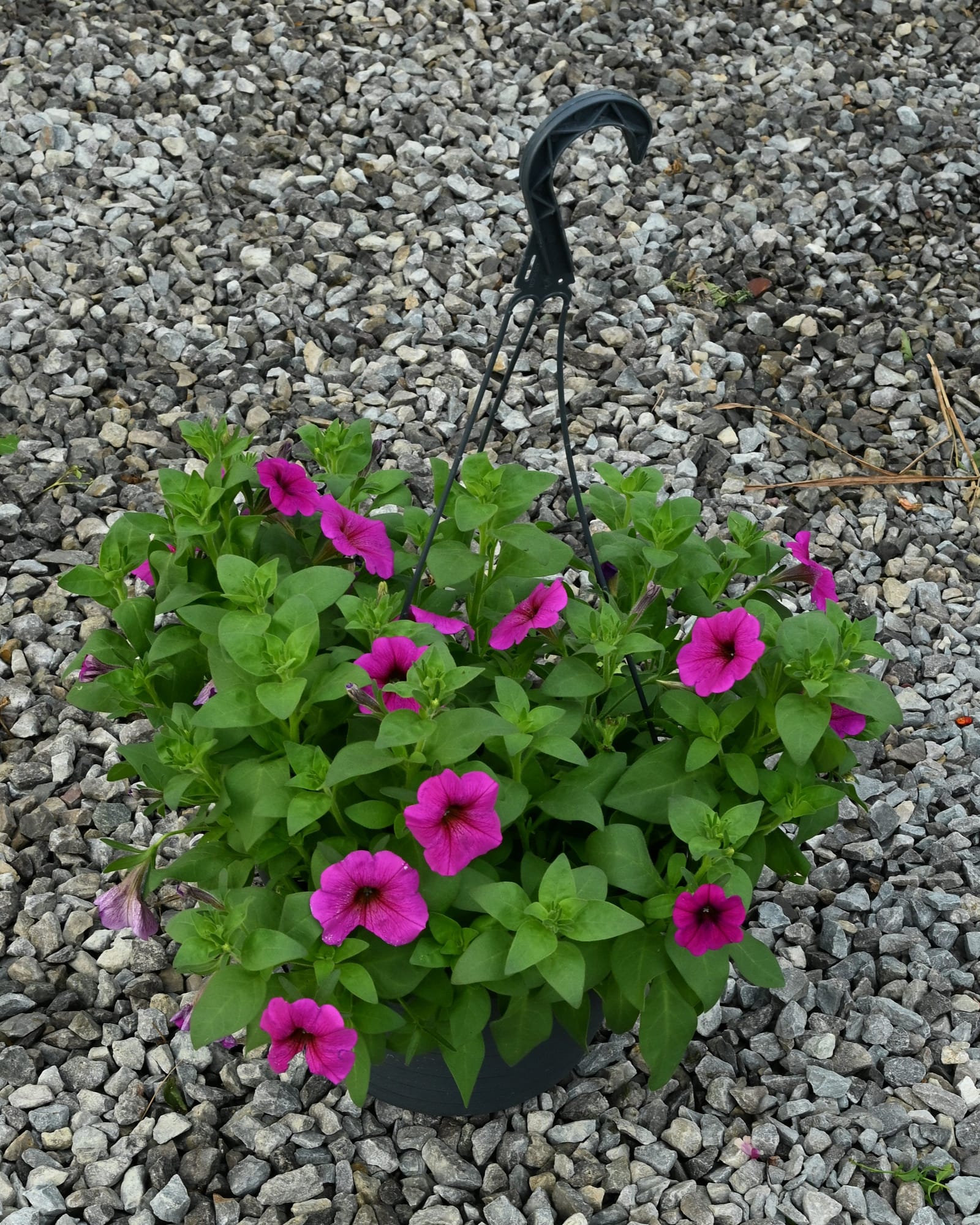 SuperCal Premium Purple Dawn Petchoa - view 2