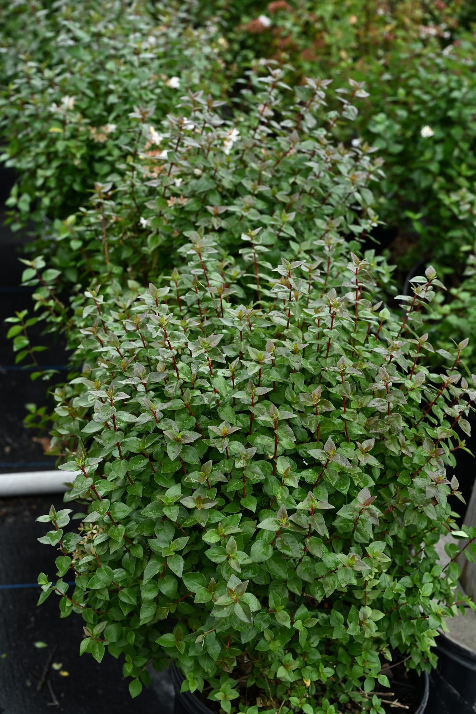 Rose Creek Abelia - view 2