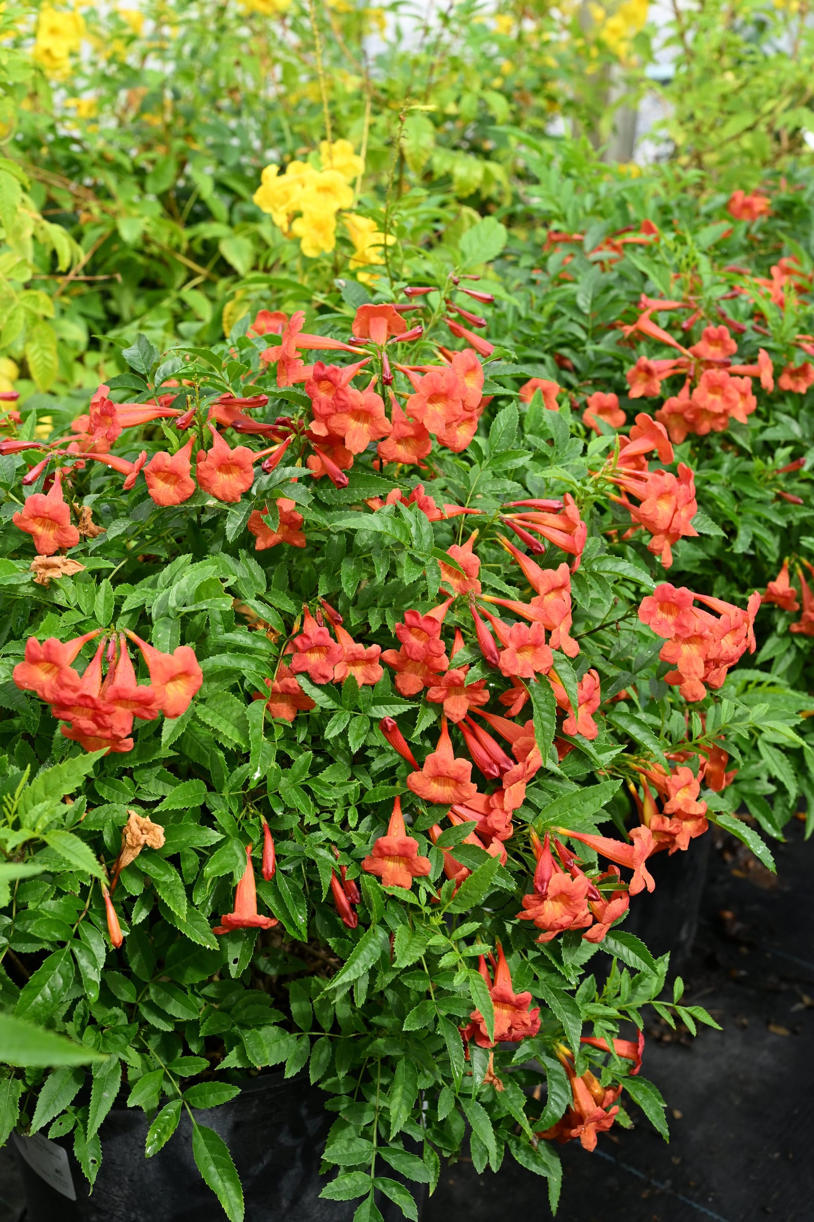 Bells of Fire Esperanza - view 4