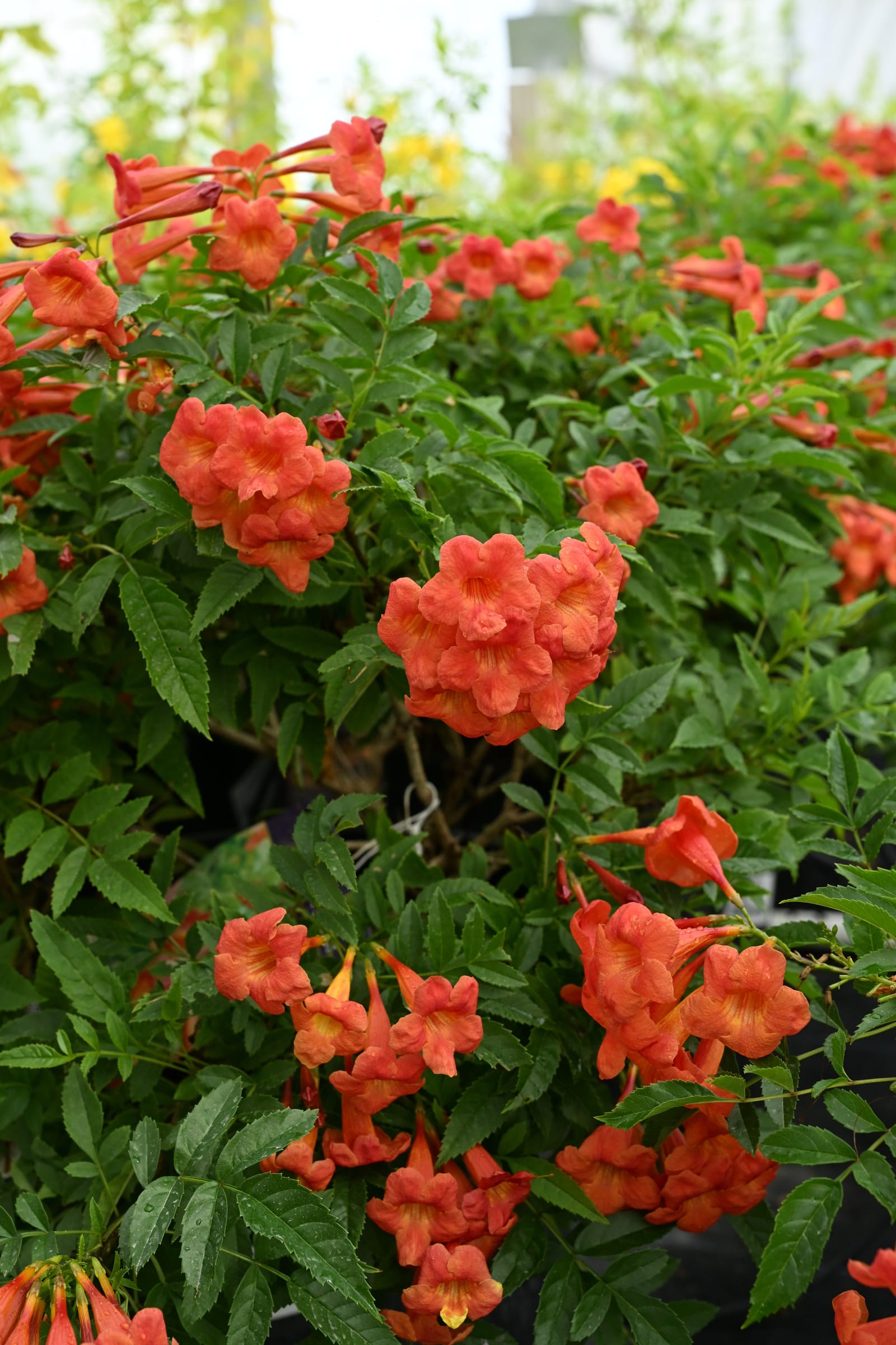Bells of Fire Esperanza - view 3