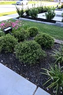 Dwarf Yaupon Holly shrubs planted in a landscaped bed beside a walkway
