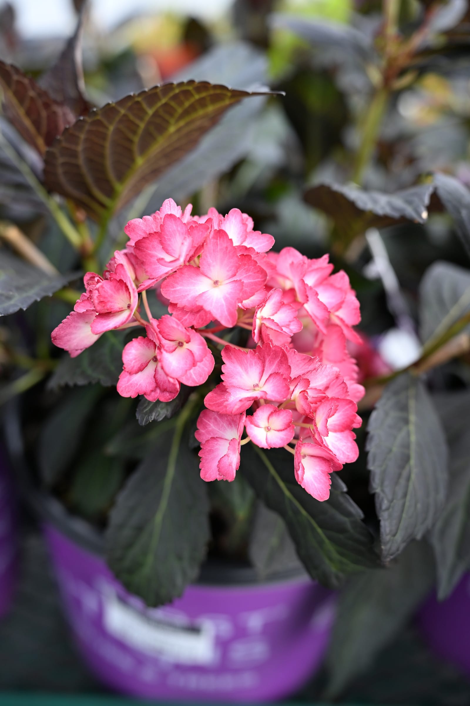 Eclipse Bigleaf Hydrangea - view 2