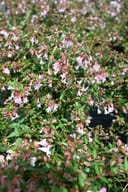 Edward Goucher Abelia with abundant pale pink flowers and green foliage