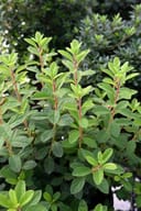 Encore Azalea Autumn Sangria with dense green foliage and reddish stems