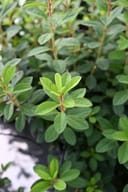 Encore Azalea Autumn Sangria with dense green foliage in a nursery container