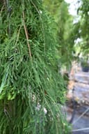 Falling Waters Weeping Bald Cypress with cascading feathery green foliage