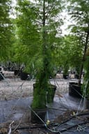 Falling Waters Weeping Bald Cypress with cascading green foliage in a nursery container