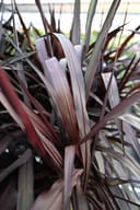 First Knight Fountain Grass with upright burgundy and green blades in a dense planting