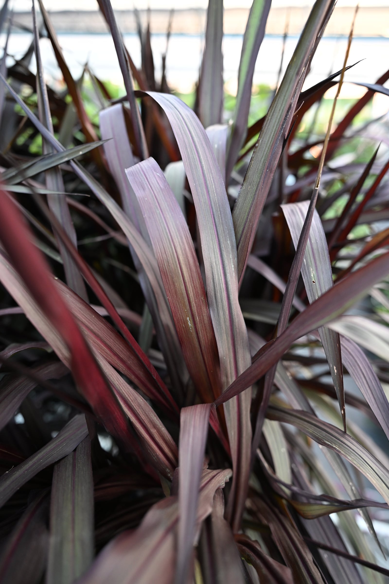 First Knight Fountain Grass burgundy blades First Knight Fountain Grass with upright burgundy and green blades in a dense planting