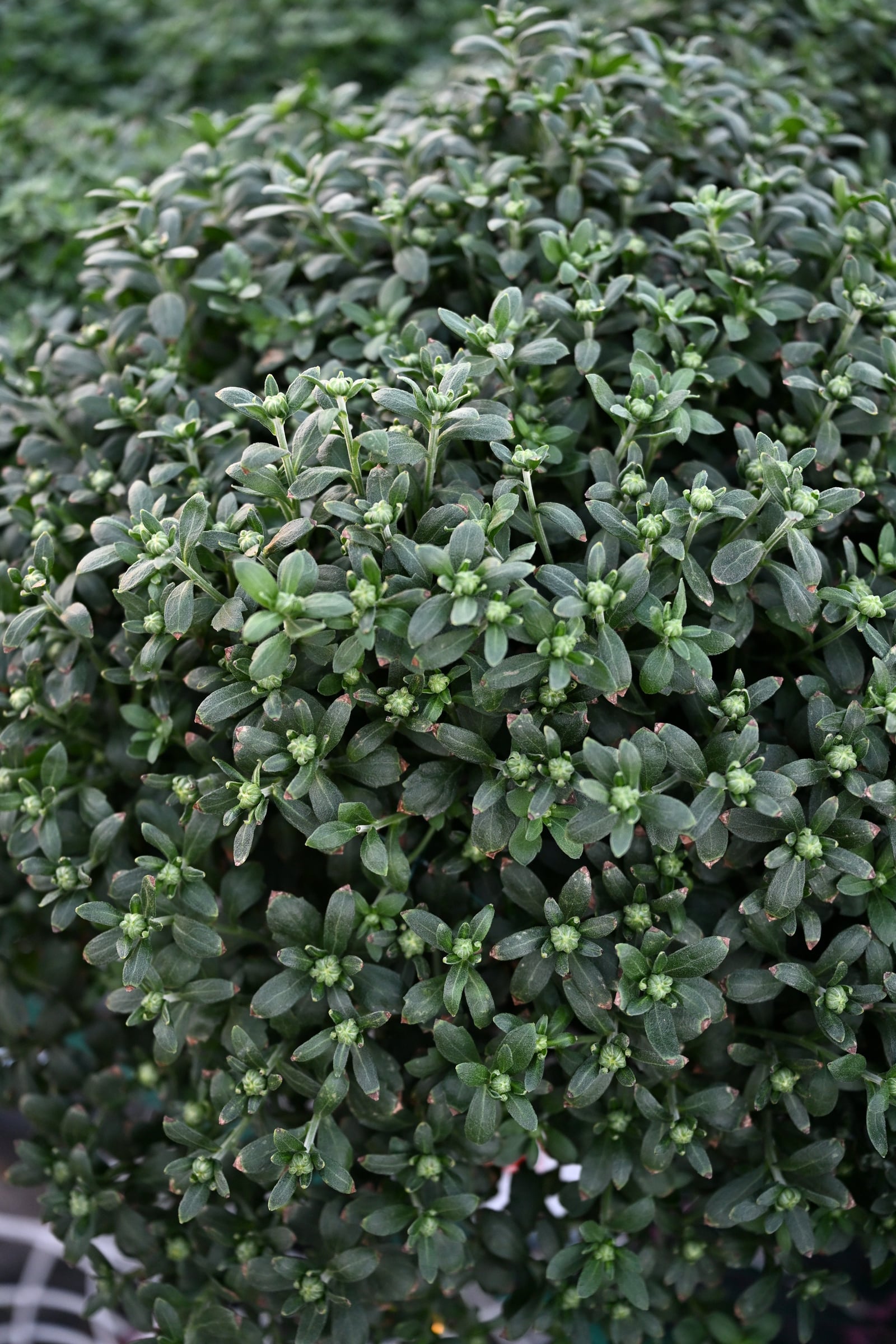 Five Alarm Red Mum dense foliage Five Alarm Red Mum with dense green foliage and numerous flower buds