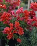 Flame Bougainvillea - Main Image