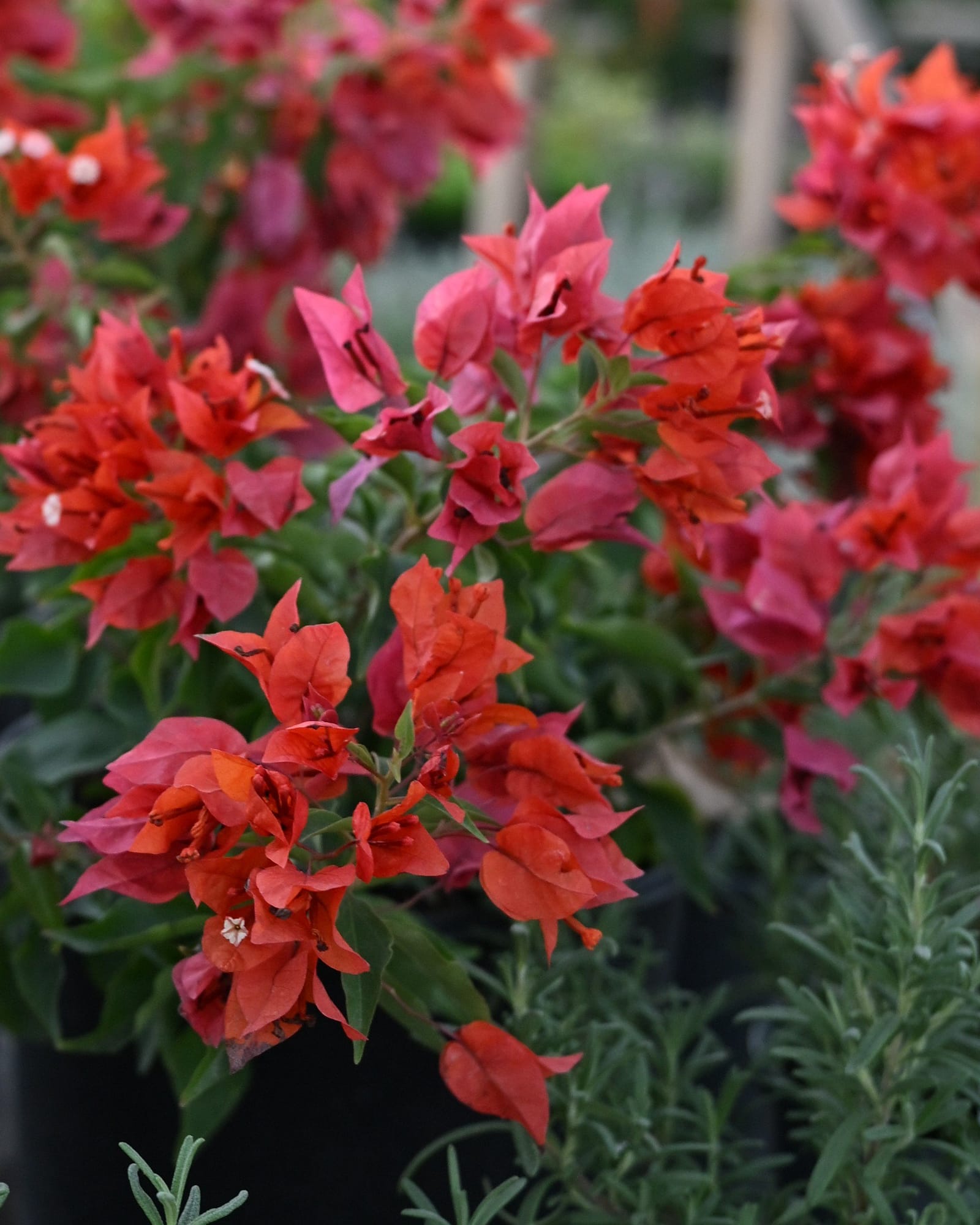 Flame Bougainvillea