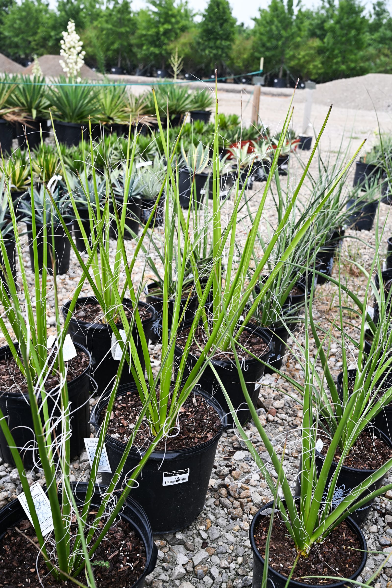 Giant Hesperaloe Yucca - view 4