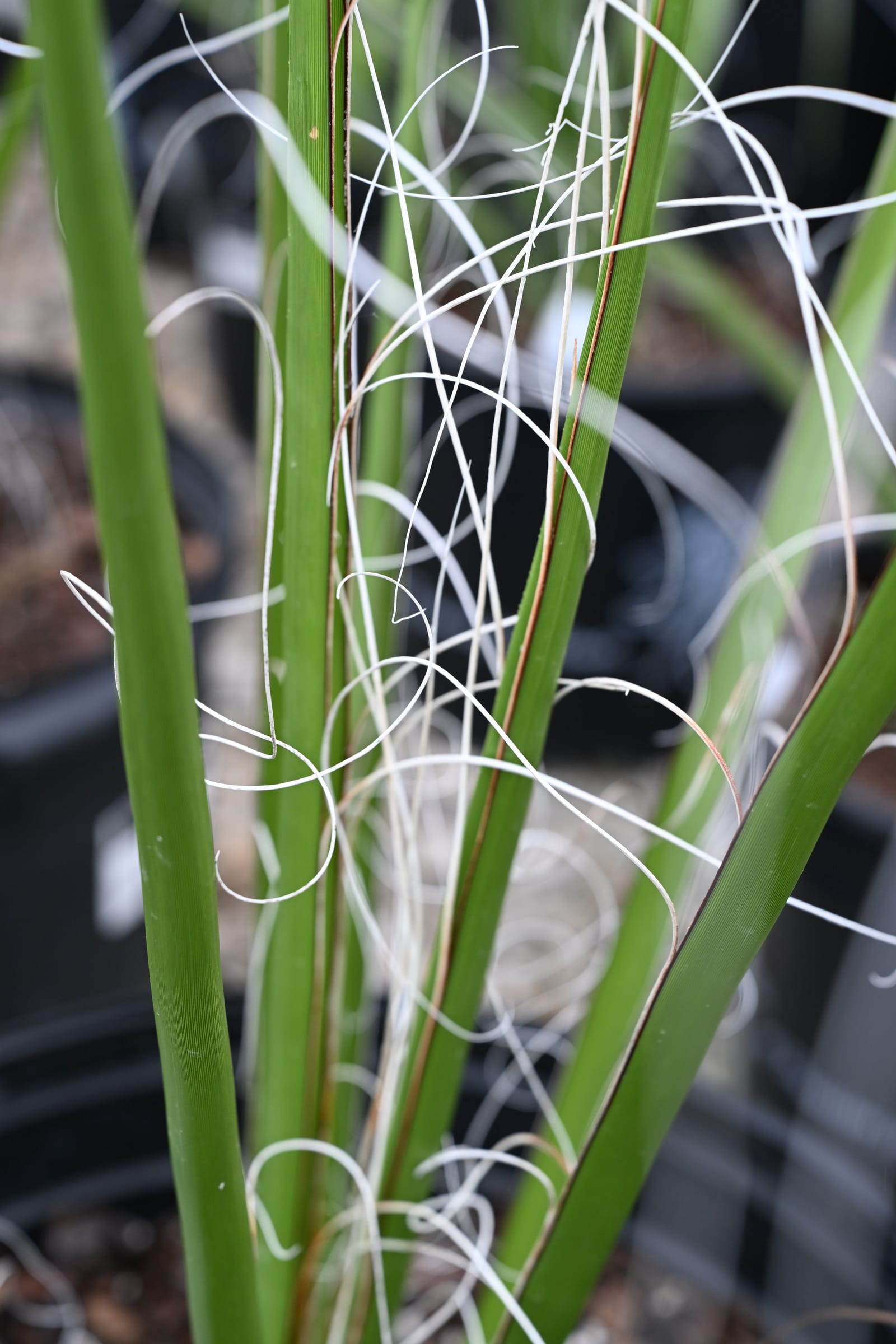 Giant Hesperaloe Yucca - view 3