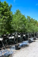 Globe Willow trees with narrow green foliage in containers at the nursery