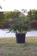 Glossy Abelia shrub with green foliage in a black nursery container beside a pond