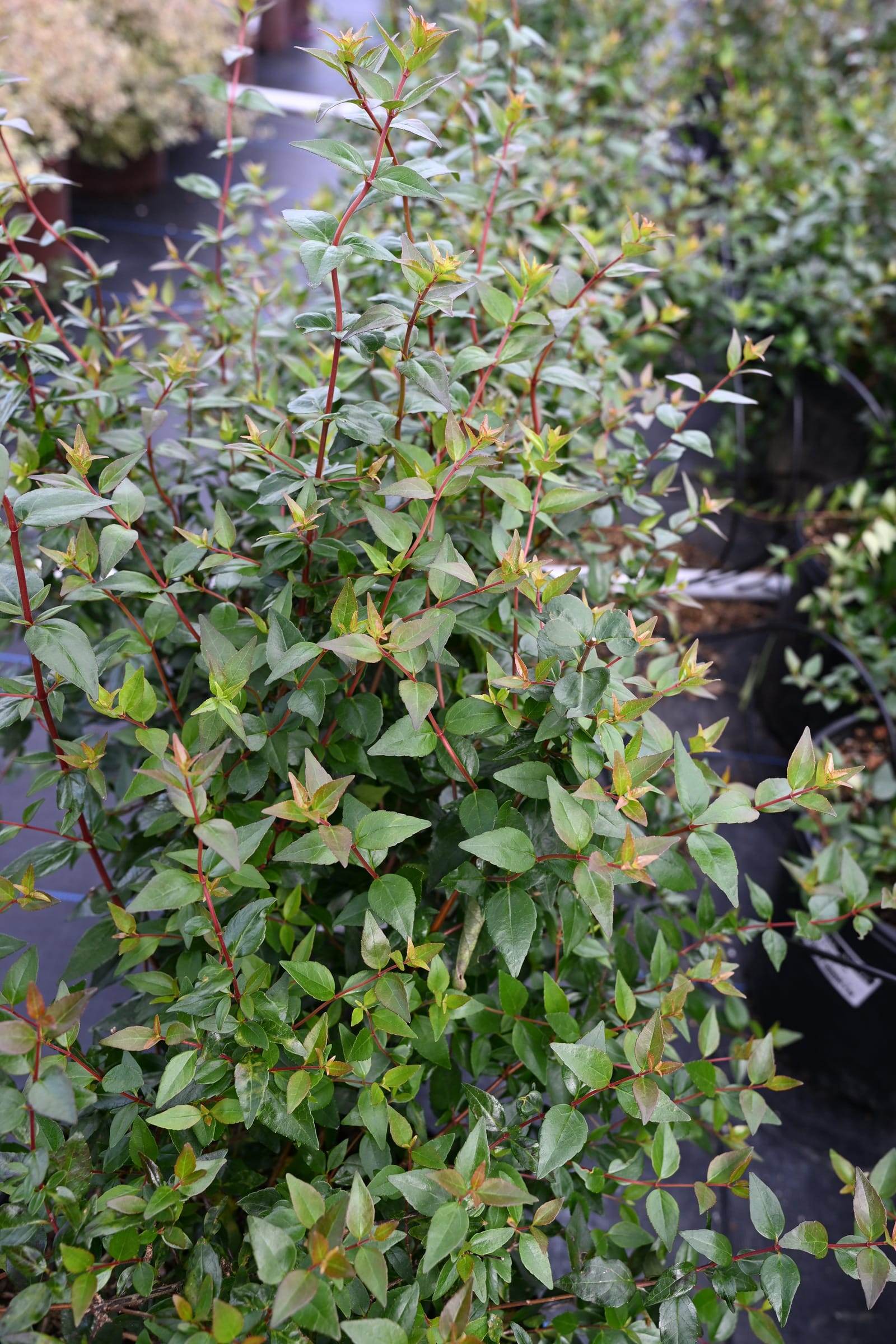 Glossy Abelia - view 5