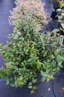 Glossy Abelia with dense green foliage and clusters of pale pink flowers in a nursery container