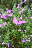 Green Cloud Texas Sage with dense green foliage and abundant pink-purple flowers